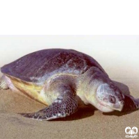 گونه لاکپشت زیتونی ریدلی Olive Ridley Turtle